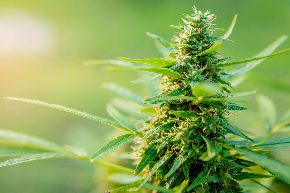 Packaging Requirements in Hawaii