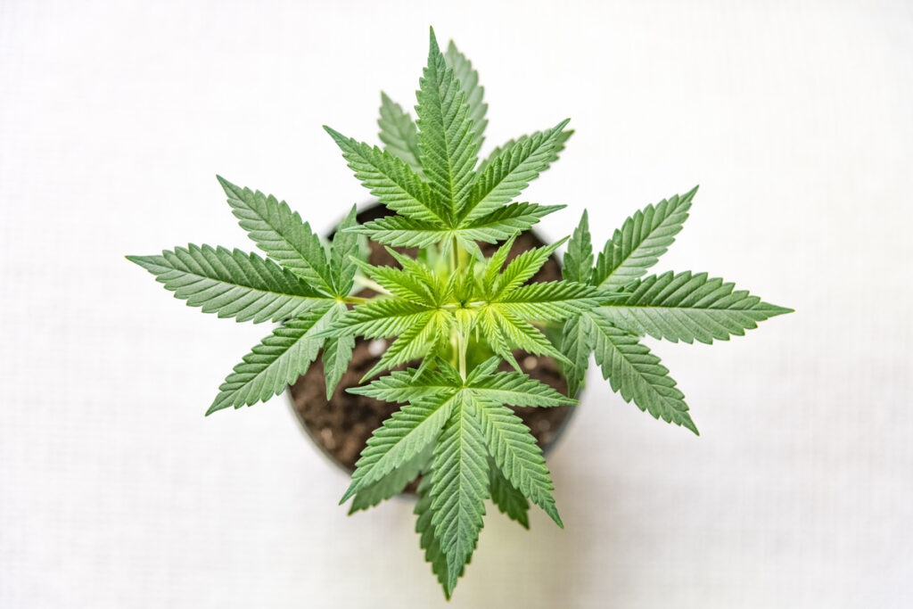 Sustainability and Consumer Perception of Cannabis Products